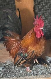 Gallo mugelleso