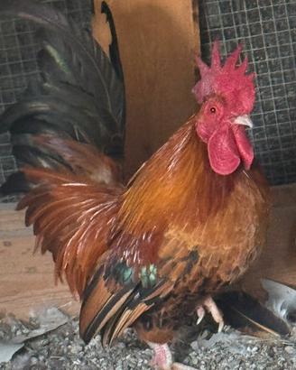 Gallo mugelleso