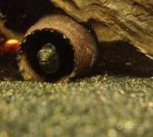 Arredo acquario terrario - Baccelli di Cariniana