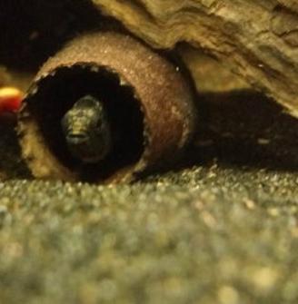 Arredo acquario terrario - Baccelli di Cariniana