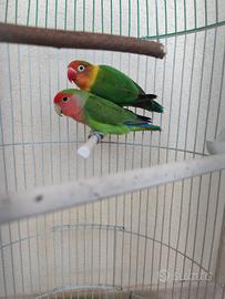 Inseparabili