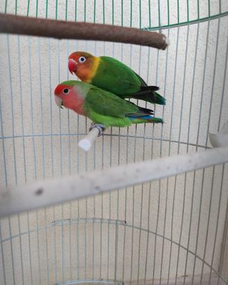 Inseparabili