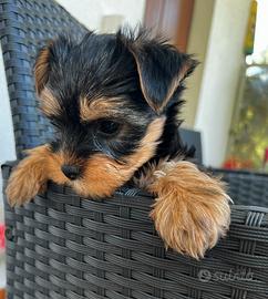 Cucciola yorkshire terrier femmina