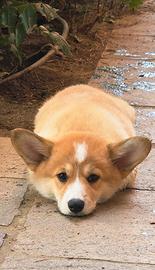 Cucciolo di Welsh Corgi Pembroke