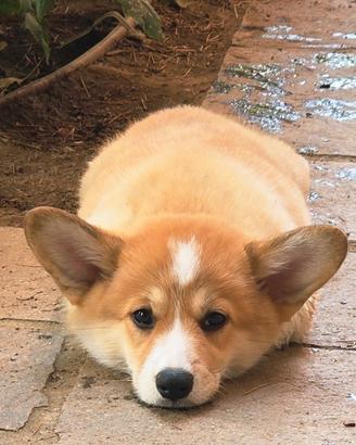 Cucciolo di Welsh Corgi Pembroke