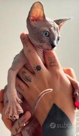 Sphynx maschio
