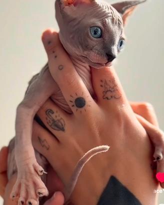Sphynx maschio