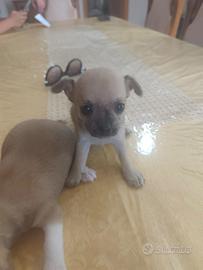Chiwawa