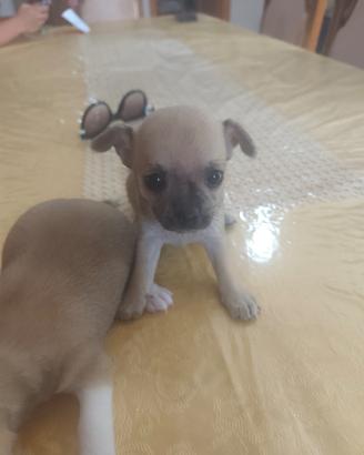 Chiwawa