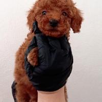 Barboncino MINI MINI TOY RED Brown ,piccolissimi