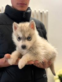Husky di Casa Santangelo