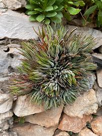 Talee di Haworthia