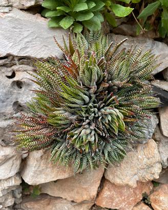 Talee di Haworthia