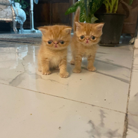 Cuccioli di persiani esxotic nati il 6 agosto disp