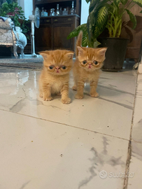 Cuccioli di persiani esxotic nati il 6 agosto disp