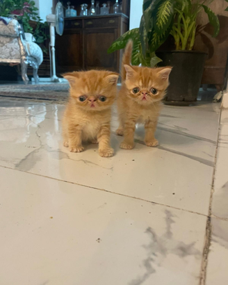 Cuccioli di persiani esxotic nati il 6 agosto disp