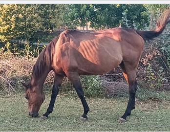 Cavalla purosangue americano