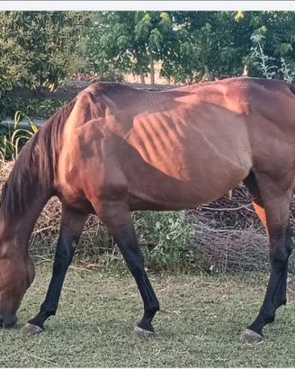 Cavalla purosangue americano