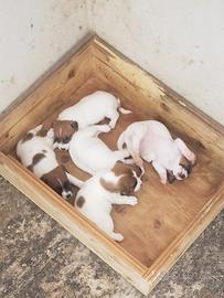 Cuccioli jack russell pelo corto con pedigree