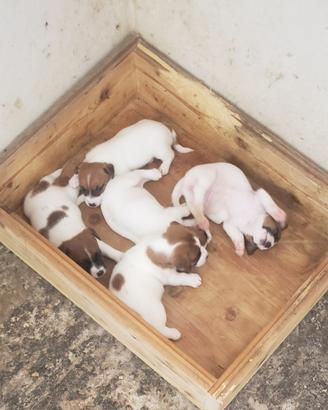 Cuccioli jack russell pelo corto con pedigree