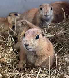 Baby Cane della Prateria