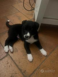 Border Collie Smooth - Maschio Disponibile