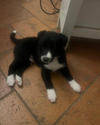Border Collie Smooth - Maschio Disponibile
