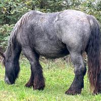 Cavalla Trait Auxois