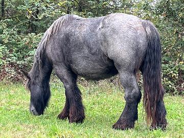 Cavalla Trait Auxois