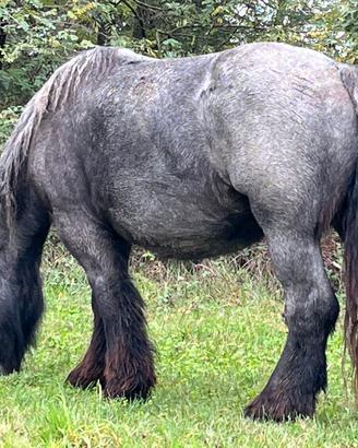 Cavalla Trait Auxois