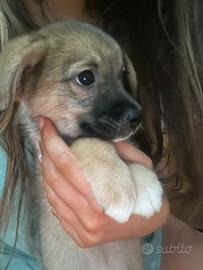 Cucciola di 3 mesi taglia medio piccola