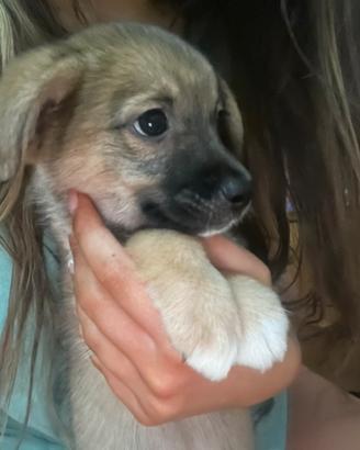 Cucciola di 3 mesi taglia medio piccola