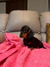 Cucciola Bassotto nano Kaninchen nero focato