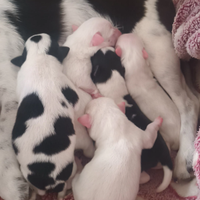 Cani razza piccola massimo 2 kg