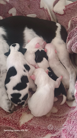 Cani razza piccola massimo 2 kg