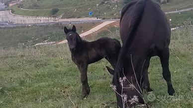 Cavallo