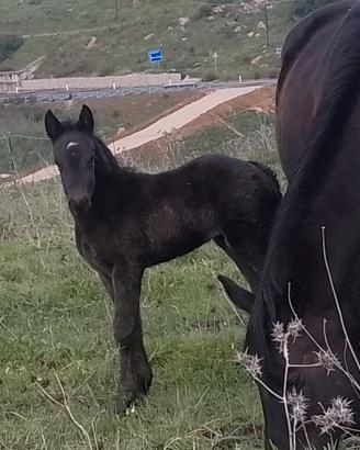 Cavallo