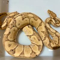 Serpente pitone reale Banana