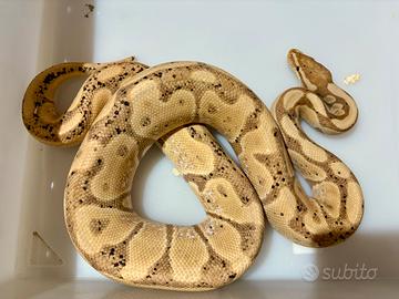 Serpente pitone reale Banana