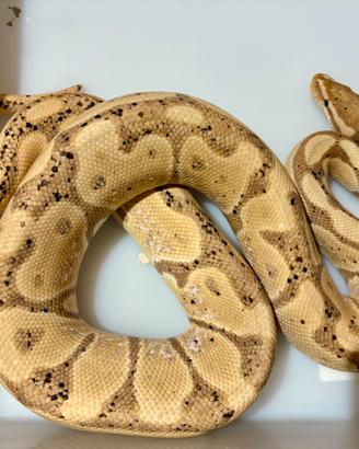 Serpente pitone reale Banana
