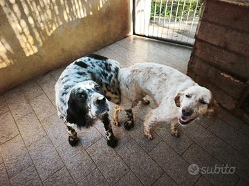 Setter maschi selezionati con pedigree