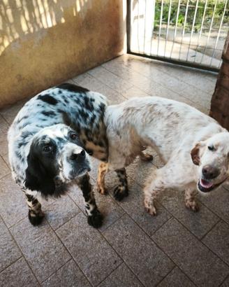 Setter maschi selezionati con pedigree