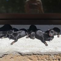 Cuccioli di pincher disponibili dal 15 settembre