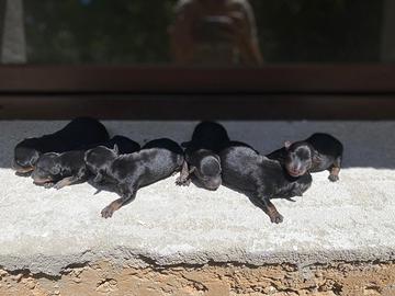 Cuccioli di pincher disponibili dal 15 settembre