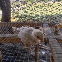 Pulcini grigio perla