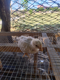 Pulcini grigio perla