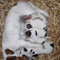 Cuccioli jack russell disponibili
