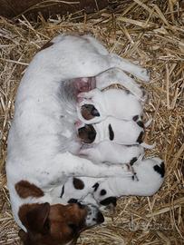 Cuccioli jack russell disponibili