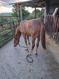 Cavallo