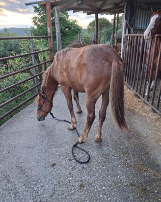 Cavallo